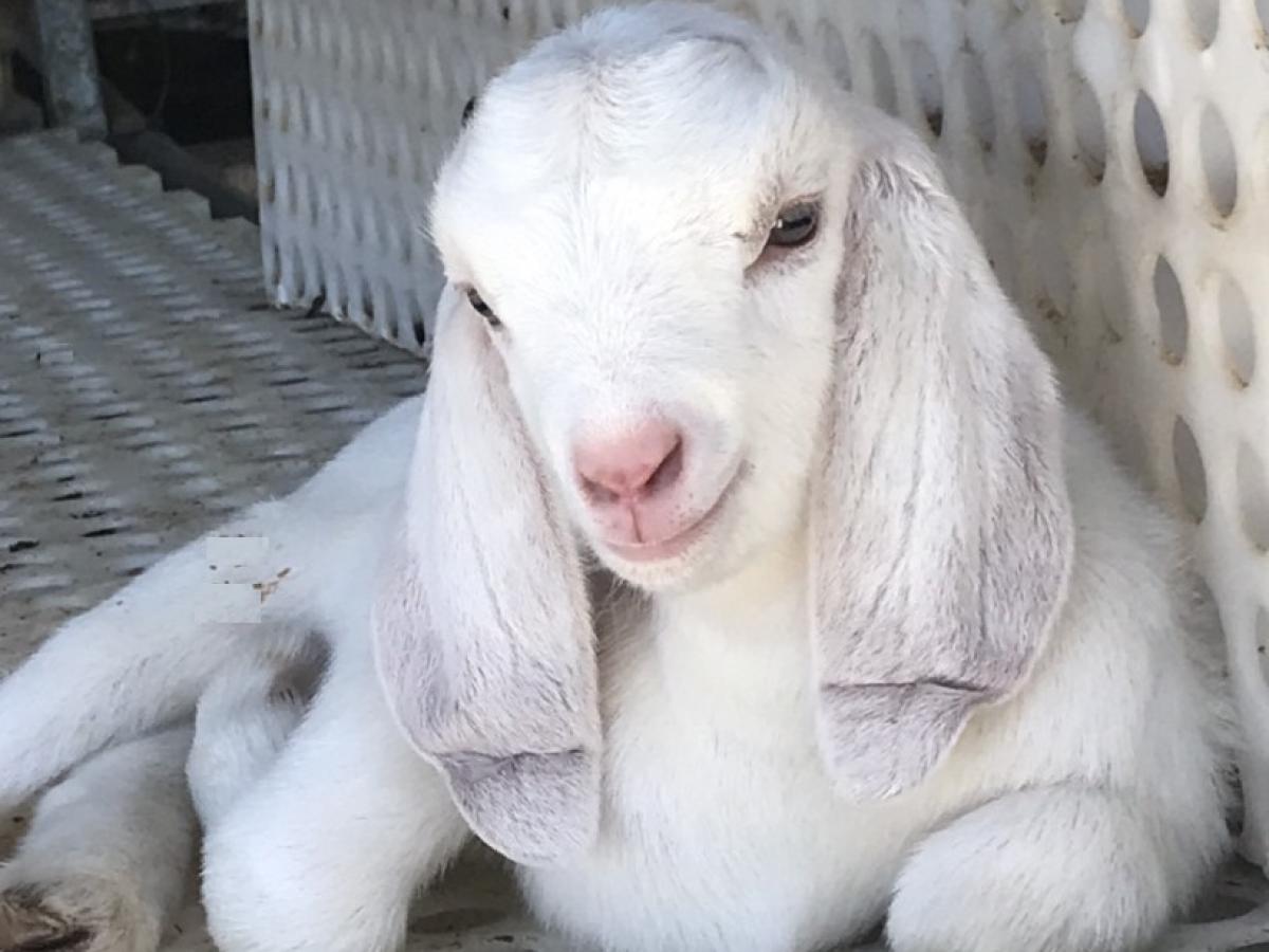 Về hoạt động chăn nuôi dê tại Nông trại Ngũ Thường - Đồng Phú, Bình Phước