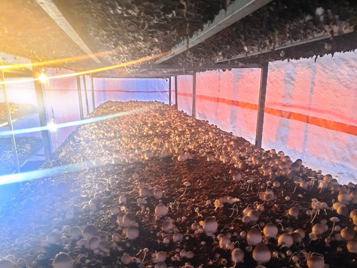 Mô hình nấm rơm trong nông nghiệp quang điện