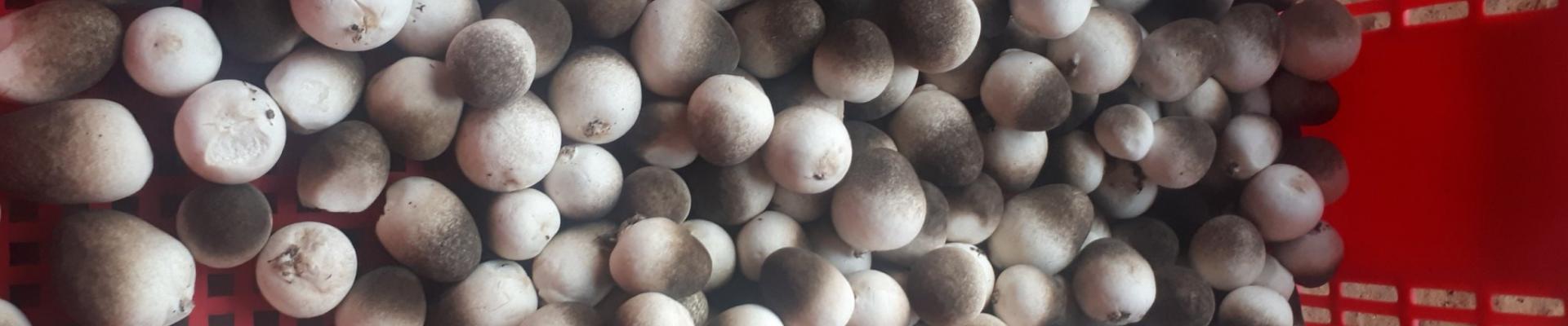 Chăn nuôi và chế biến thịt dê